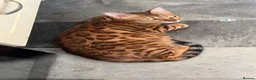 Bengal cats for sale: Family raised Bengal Kittens 🐾 - Advert 1