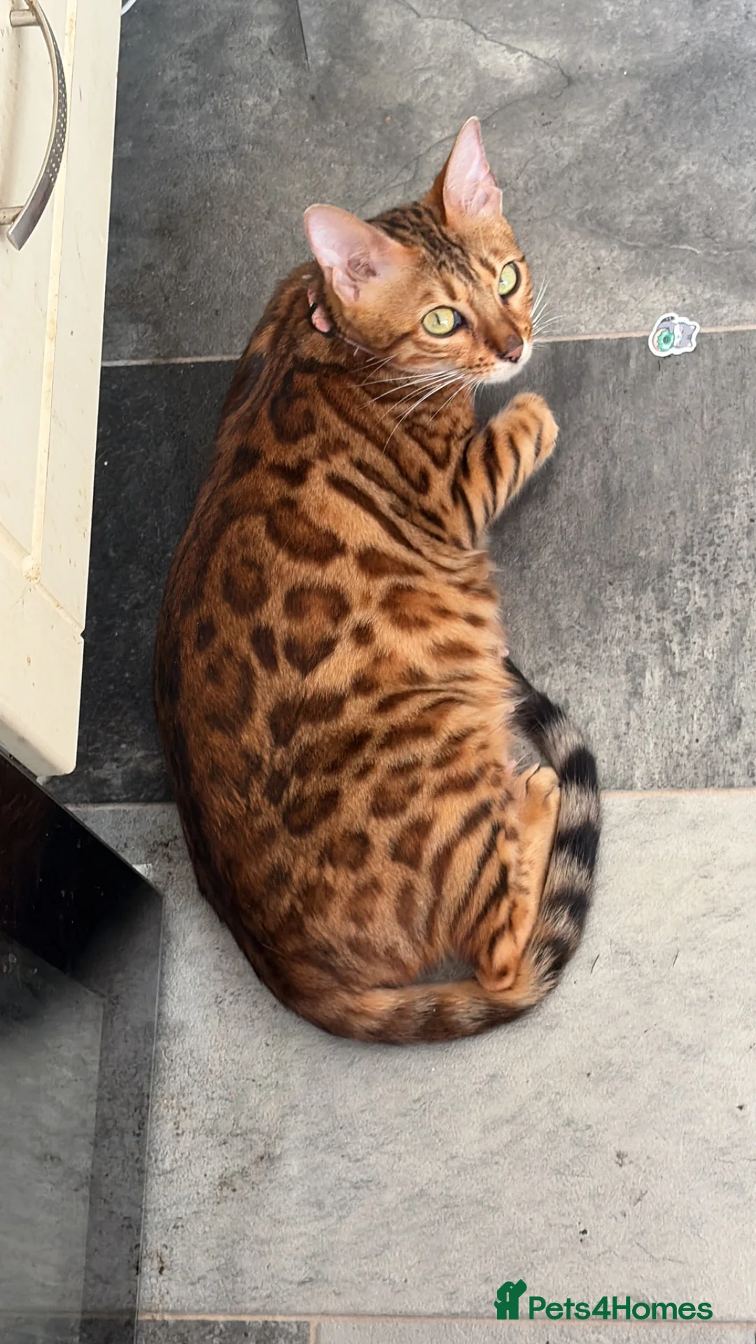 Bengal cats for sale: Family raised Bengal Kittens 🐾 - Advert 1