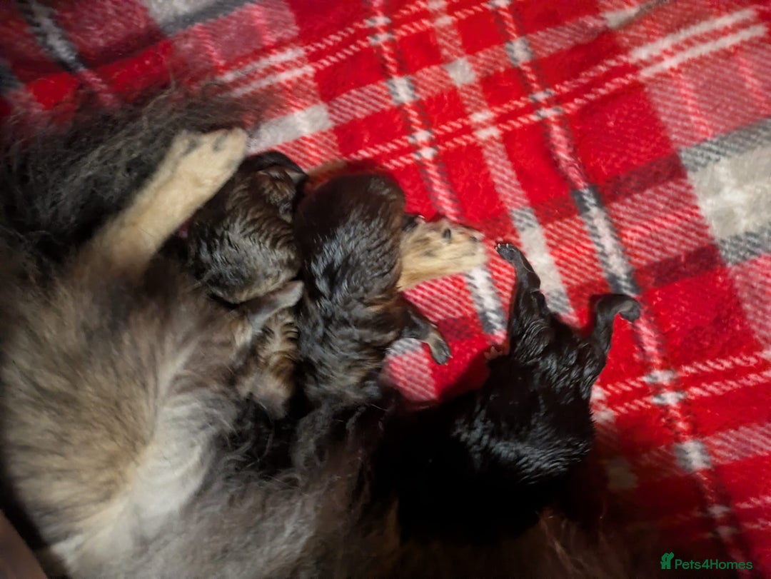 Pomeranian dogs for sale: Stunning fluffy balls  - Advert 14