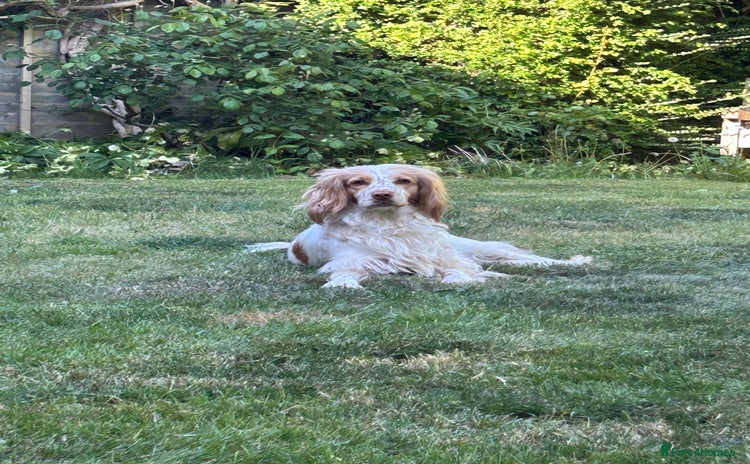 Sprocker dogs - Advert 2