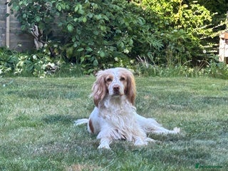 Sprocker dogs - Advert 27