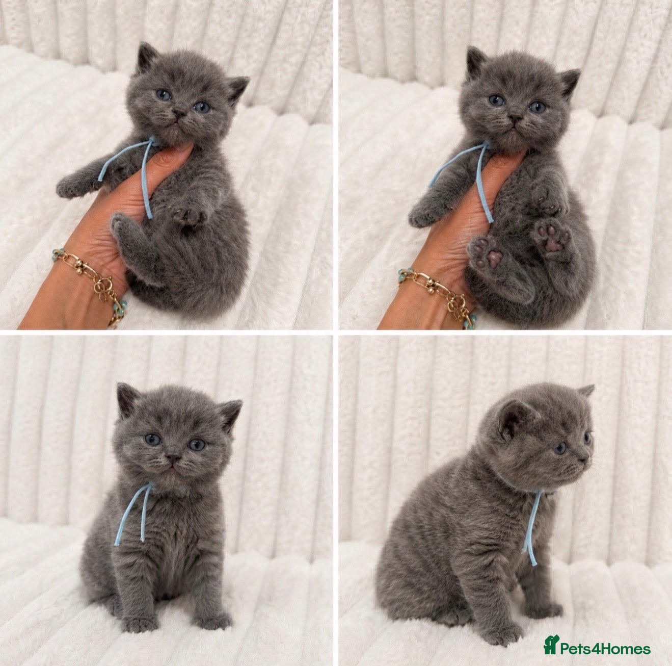 British Shorthair cats TICA Blue British Shorthair Kittens - Pet homes 💙 - Advert 1