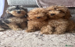 Cockapoo dogs for sale: F1 cocapoos ready to leave in Bishop's Stortford - Image 3
