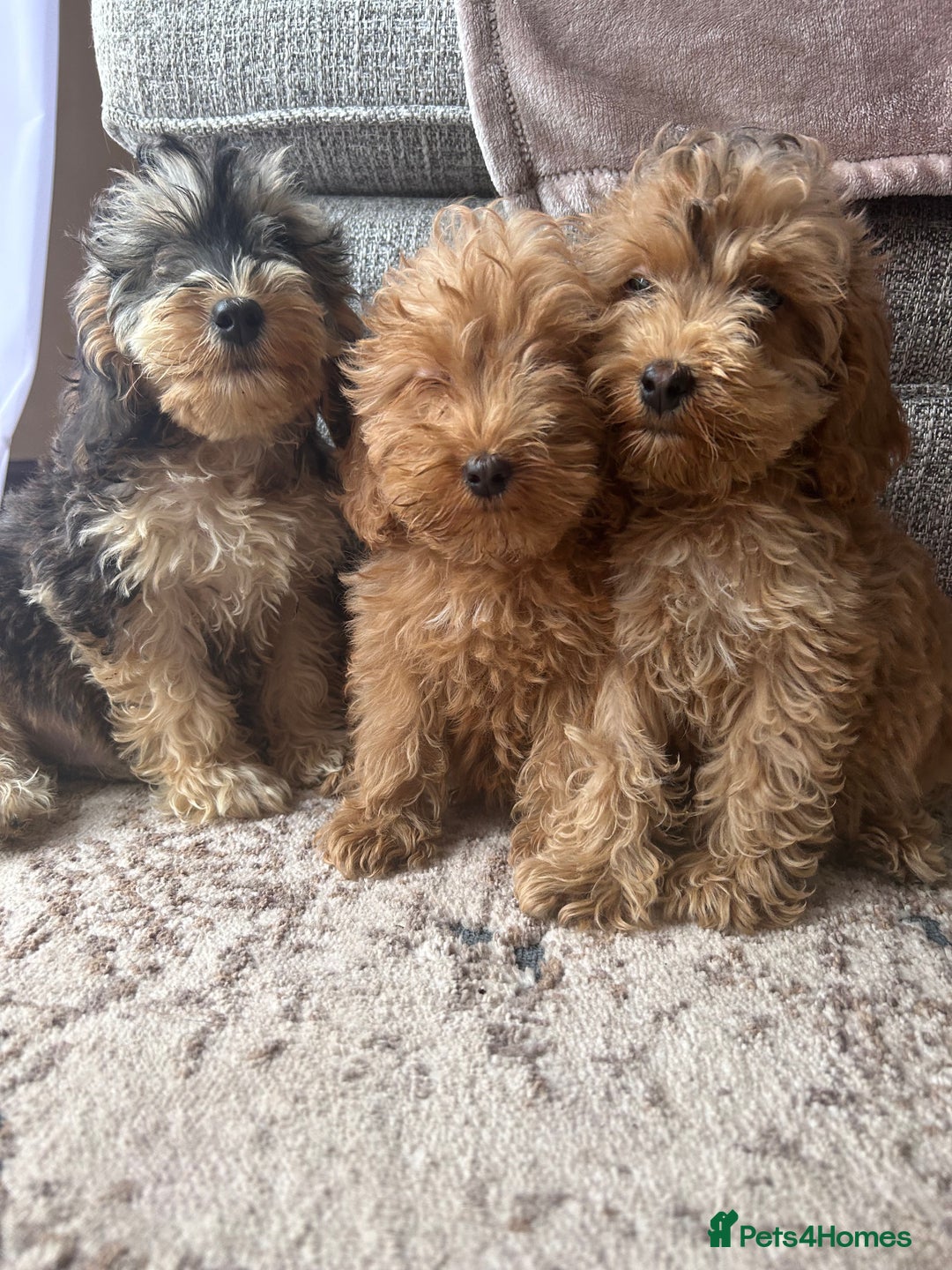Cockapoo dogs for sale: F1 cocapoos ready to leave in Bishop's Stortford - Image 3
