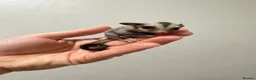 Sugar Glider rodents for sale: Joeys now OOP! 2 available  - Advert 5