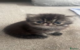 Persian cats for sale: Beautiful  persian kitten.  - Image 1