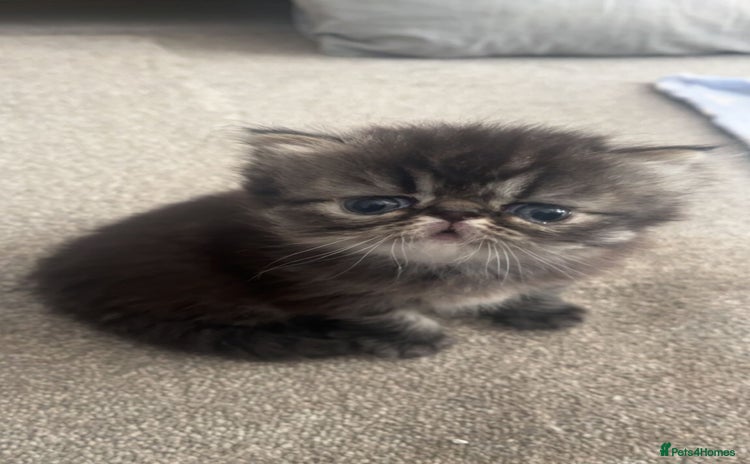 Persian cats - Advert 2