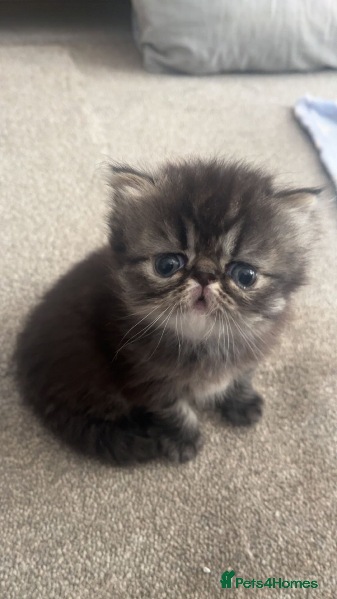 Persian cats for sale: Beautiful  persian kitten.  - Image 1