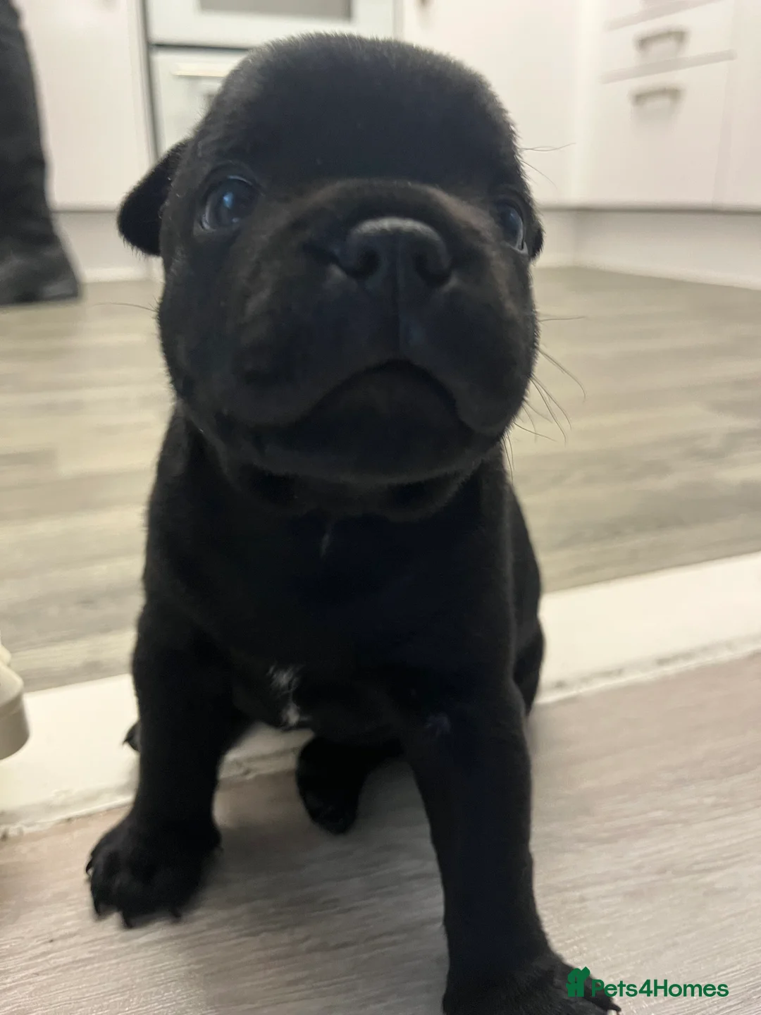 Staffordshire Bull Terrier dogs for sale: KC registered Staffordshire bull terrier puppy  - Advert 5