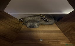 Staffordshire Bull Terrier dogs for sale: REDUCED * Kc registered Staffordshire blue terrier - Image 20