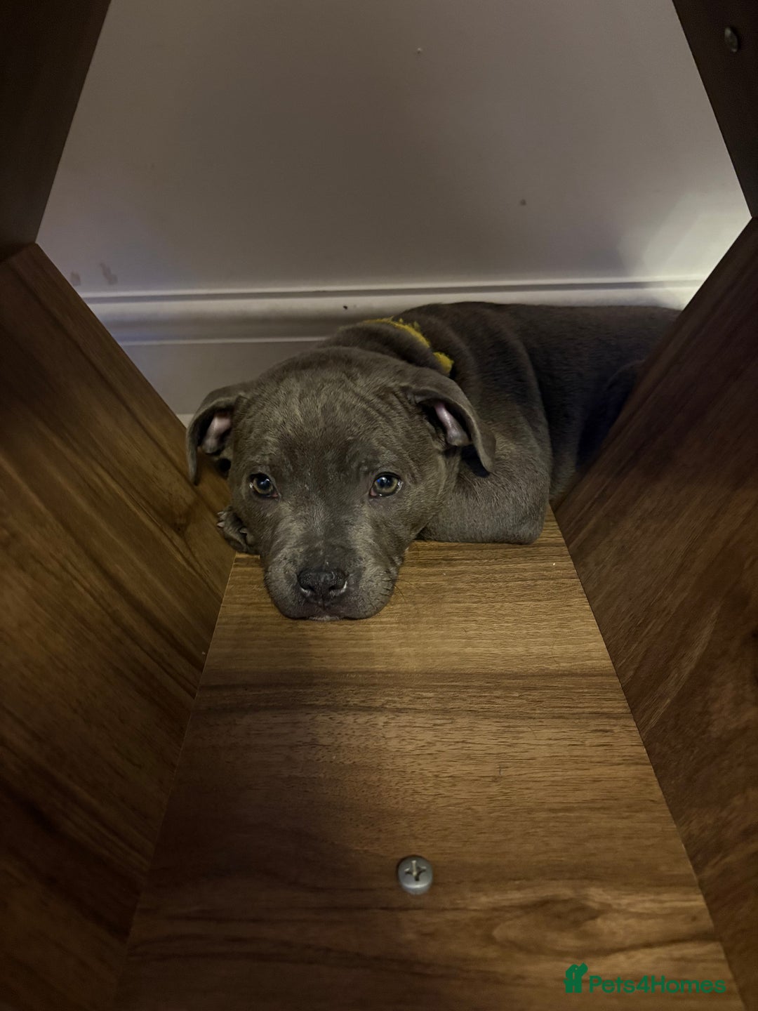 Staffordshire Bull Terrier dogs for sale: REDUCED * Kc registered Staffordshire blue terrier - Image 20
