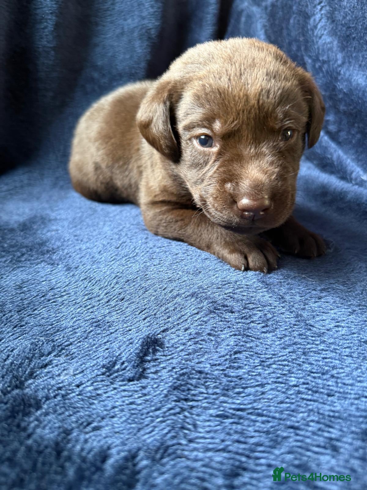 Labrador Retriever dogs Chocolate Labrador Puppies and One Yellow Girl - Advert 2