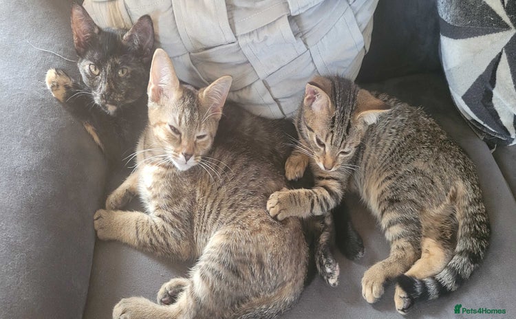 American Shorthair cats - Advert 2