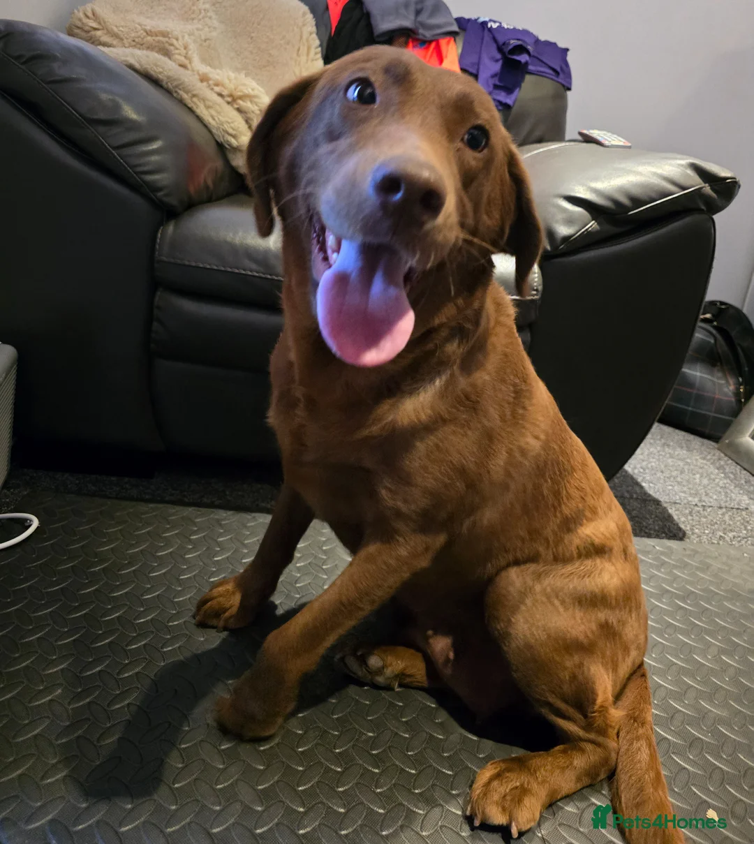 Labrador Retriever dogs for sale: 8 Beautiful Chocolate Labrador Puppies in Ingatestone - Advert 2