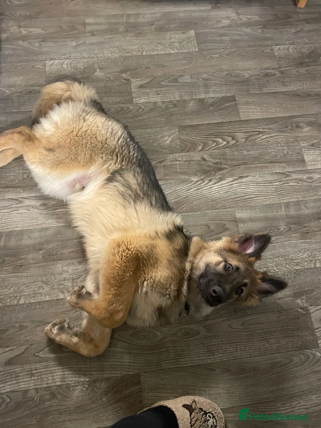 German Shepherd dogs for sale: Bailey  in Basingstoke - Advert 6