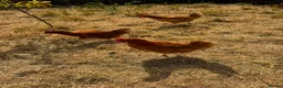 Chickens poultry for sale: ISA bovan browns  in Bargoed - Advert 3