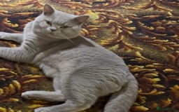 British Shorthair cats for stud: STUD ONLY in Huddersfield - Image 14