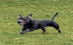 Staffordshire Bull Terrier dogs for stud: 💙Blue Staffordshire Bull Terrier Stud💙 - Image 7