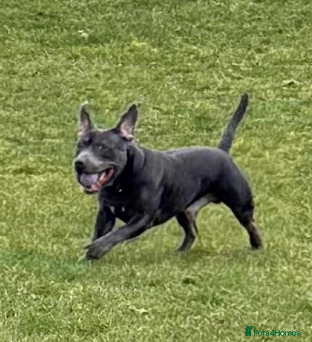 Staffordshire Bull Terrier dogs for stud: 💙Blue Staffordshire Bull Terrier Stud💙 - Image 7