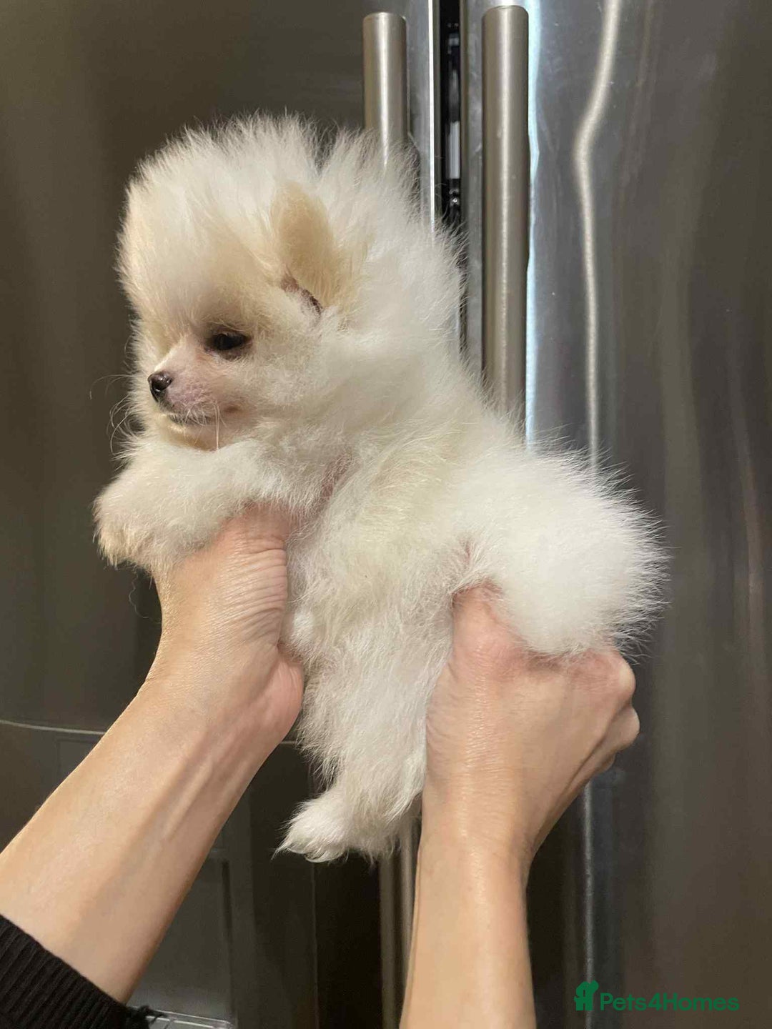 Pomeranian dogs for sale: 💝💝High-quality Beautiful boys💝💝 - Image 12