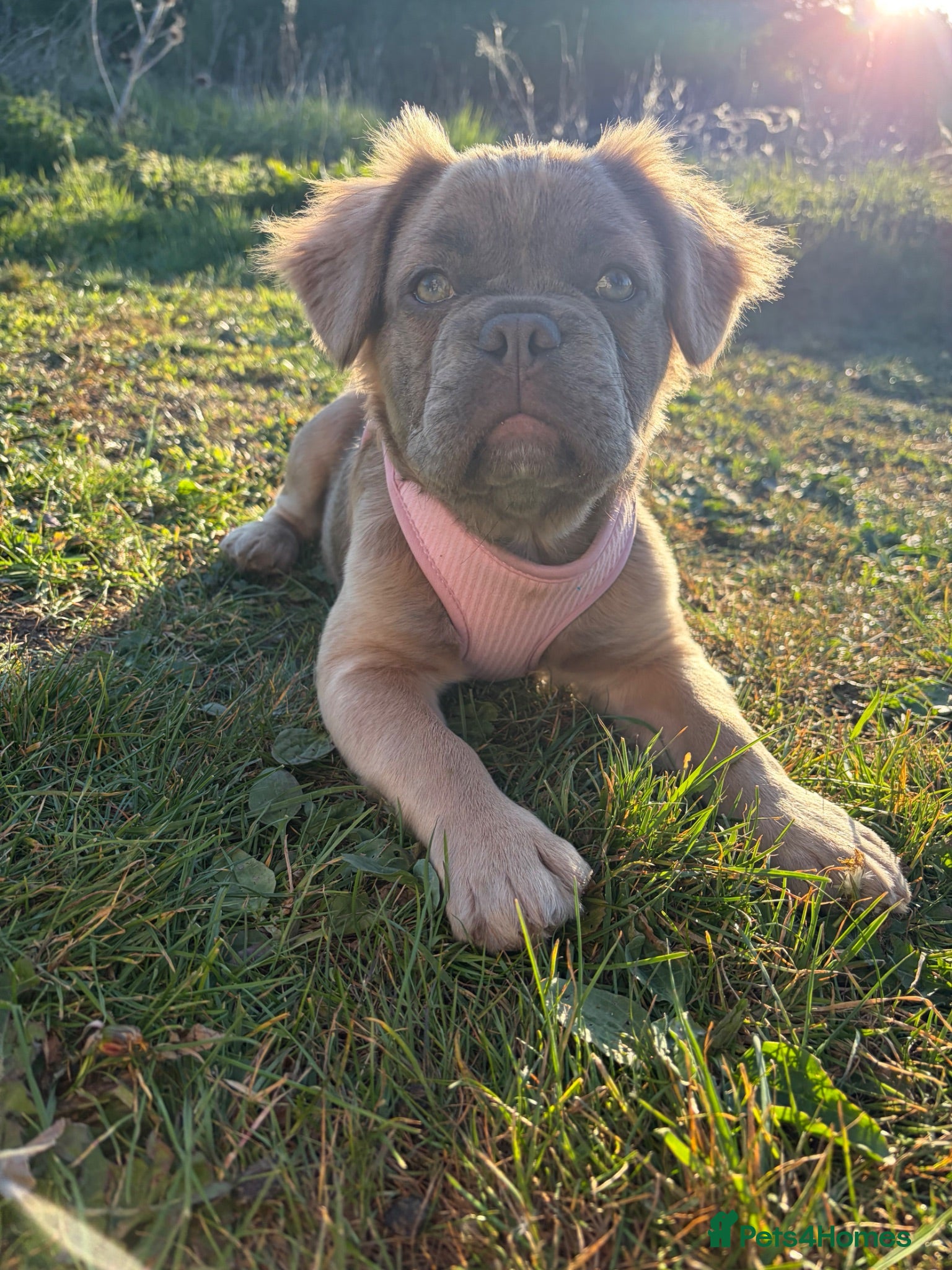 French Bulldog dogs Bella - Advert 2