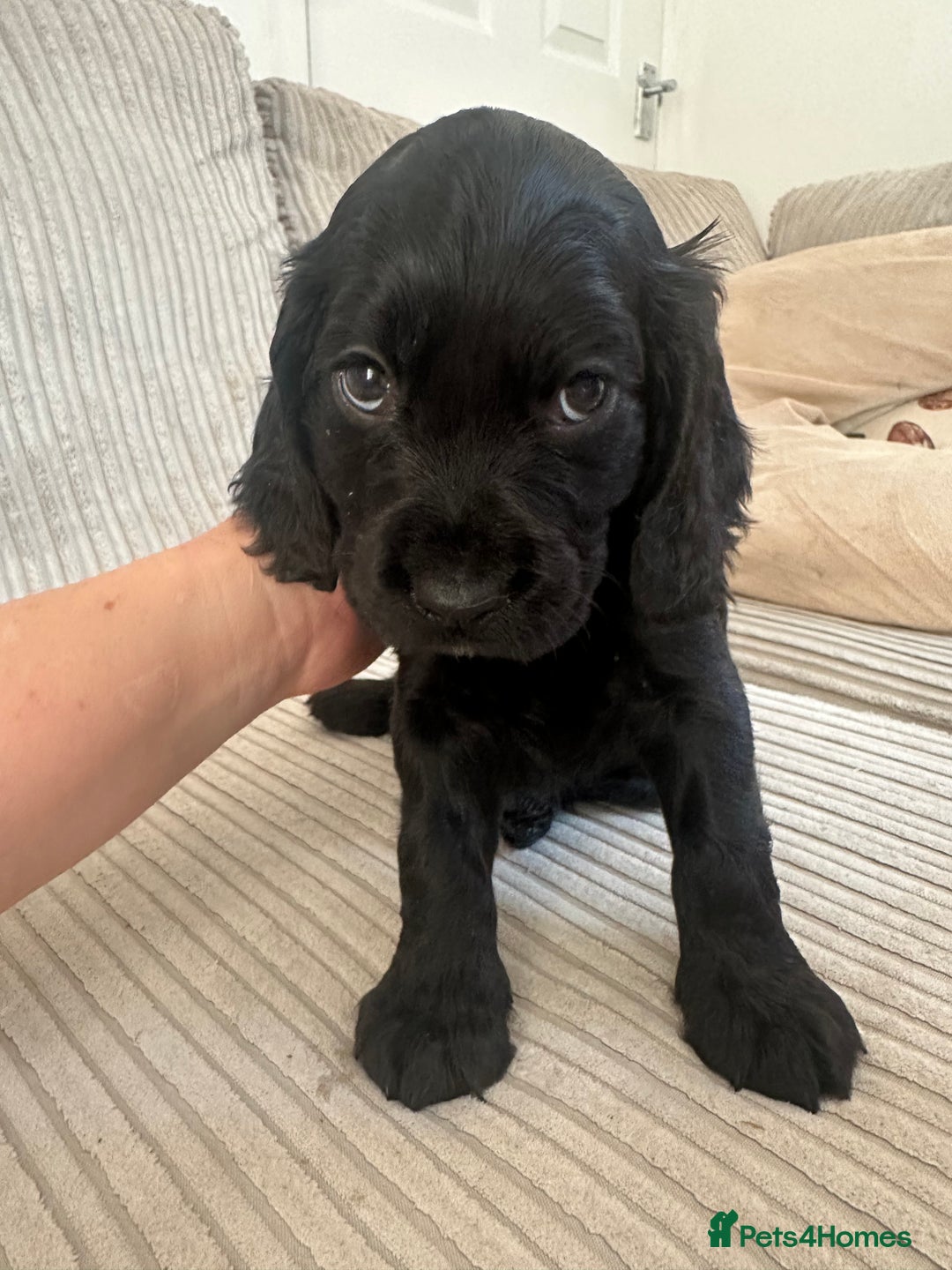 Cocker Spaniel dogs for sale: Beautiful Cocker Spaniel Puppies - Image 28