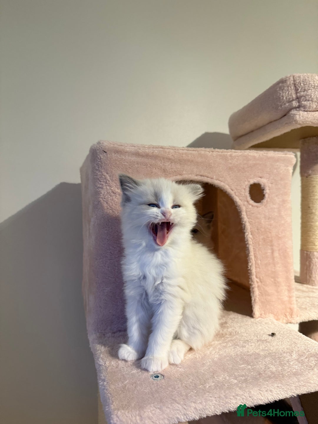 Ragdoll cats for sale: Purebred Ragdolls – Ready to Reserve Now 🍼 - Advert 33