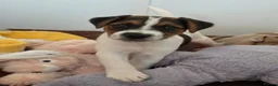 Parson Russell dogs for sale: Parson Russell terrier (health tested) - Advert 3