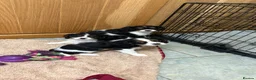 Cavalier King Charles Spaniel dogs for sale: KC Reg cavalier King Charles  - Advert 3