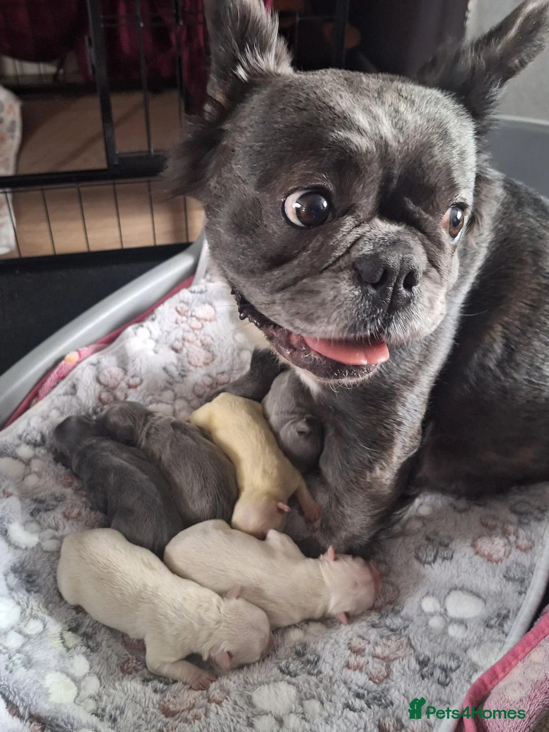 French Bulldog dogs for sale: Fluffy French Bulldog Puppies - Advert 3