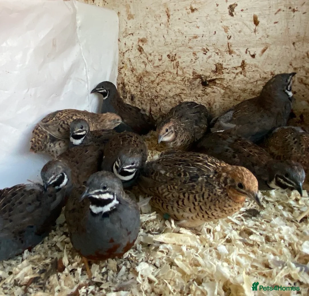 Mixed Breed poultry for sale: Chicken and quails available, see details please  - Advert 20