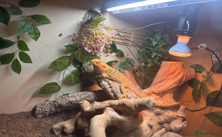Bearded Dragon reptiles - Advert 4