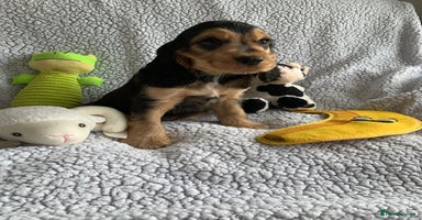 Cocker Spaniel dogs in Abergele - Advert 16
