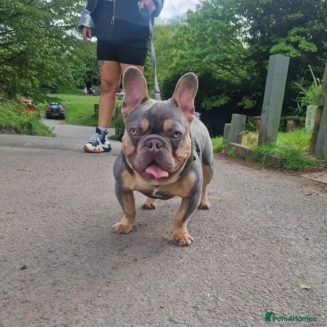French Bulldog dogs for stud: ** ROGUEROYALES STUD ZIGGY ** in Wolverhampton - Advert 5