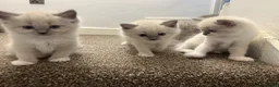 Ragdoll cats for sale: REDUCED!! FLUFFY LITTER OF 3 RAGDOLL KITTENS - Advert 10