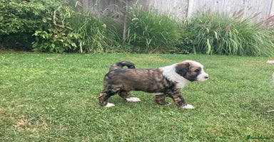 Mixed Breed dogs - Advert 2