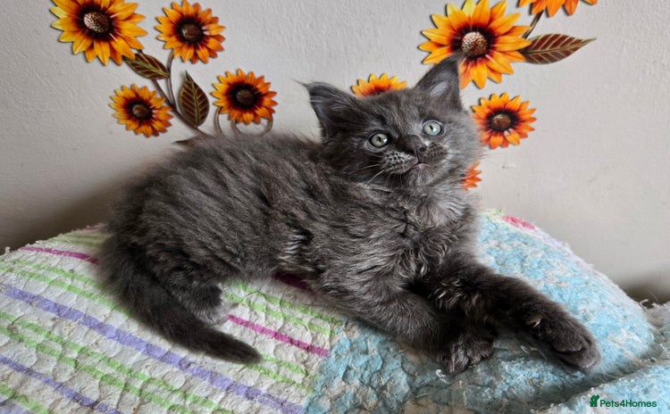 Maine Coon cats - Advert 14