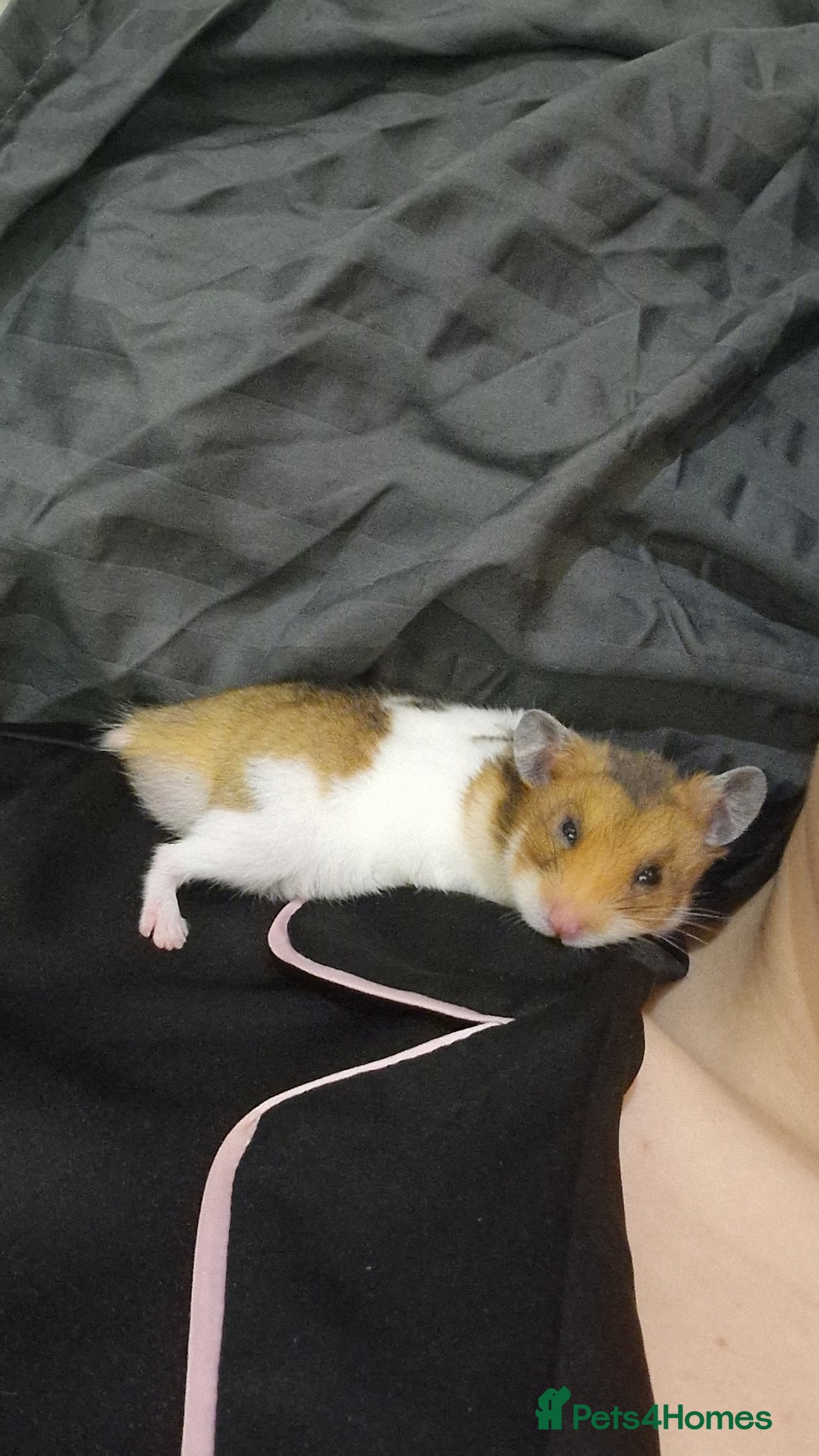 Hamster rodents for sale: Very friendly teddy bear hammy - Advert 3