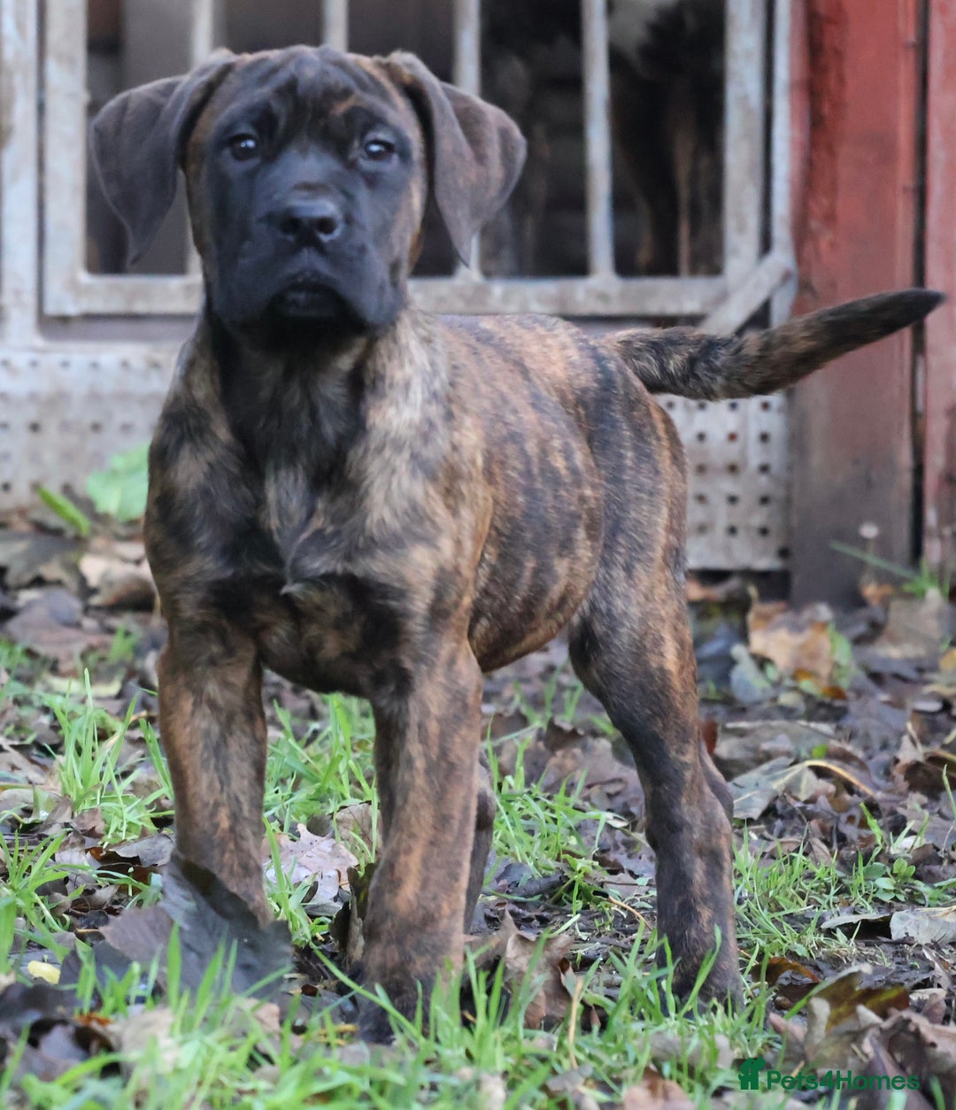 Presa Canario dogs for sale: Presa Canario Puppies (Recognised Breeder) - Advert 4