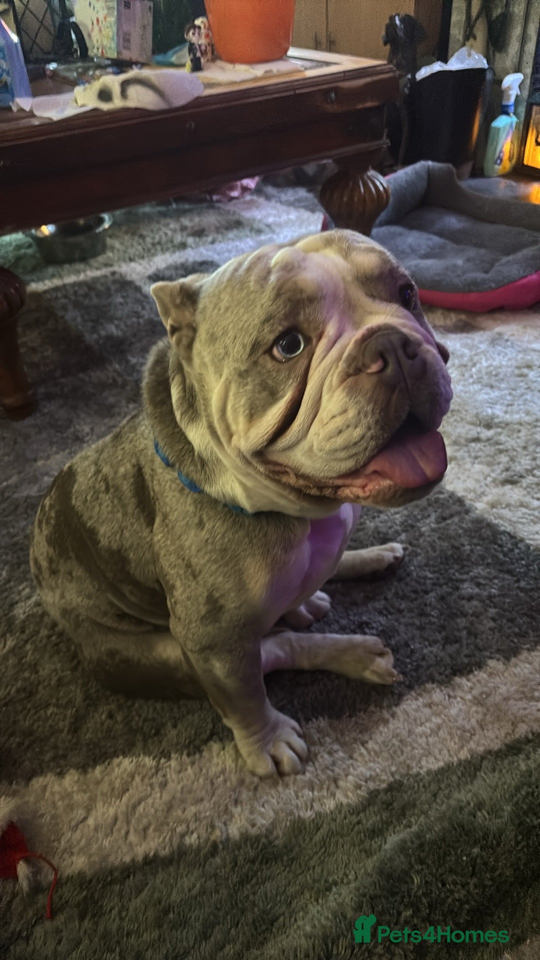 English Bulldog dogs for stud: Spud LILAC MERLER  - Advert 8