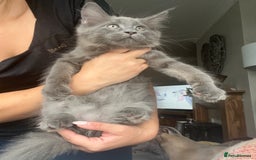 Maine Coon cats for sale: Ready now. Maine Coons big and chunky💖 - Image 2
