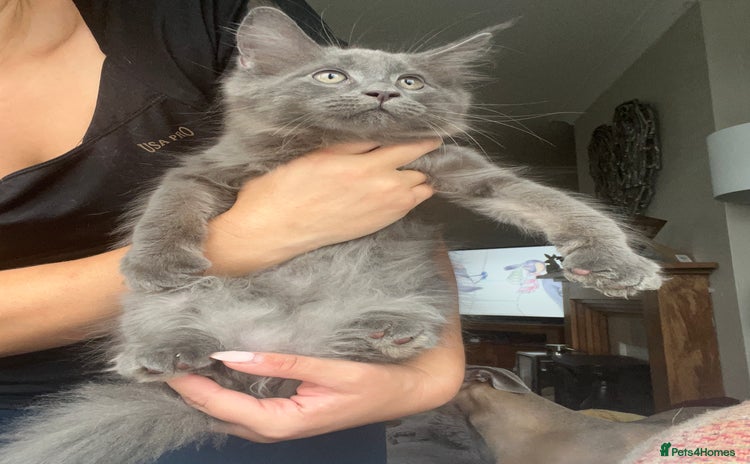 Maine Coon cats - Advert 5