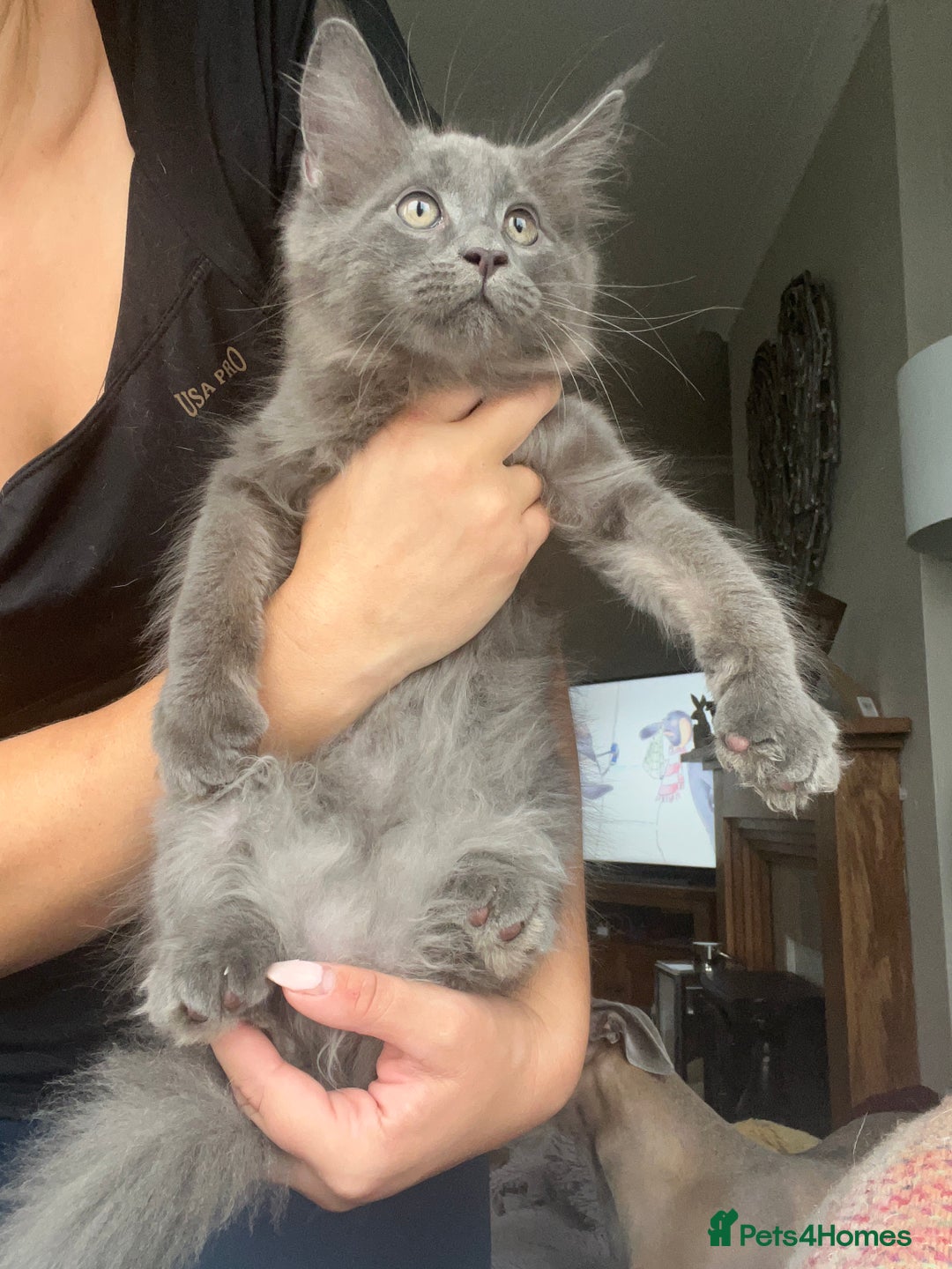 Maine Coon cats for sale: Ready now. Maine Coons big and chunky💖 - Image 2