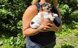Jack Russell dogs for sale: Tri coloured & caramel JRT pups from organic farm - Image 10