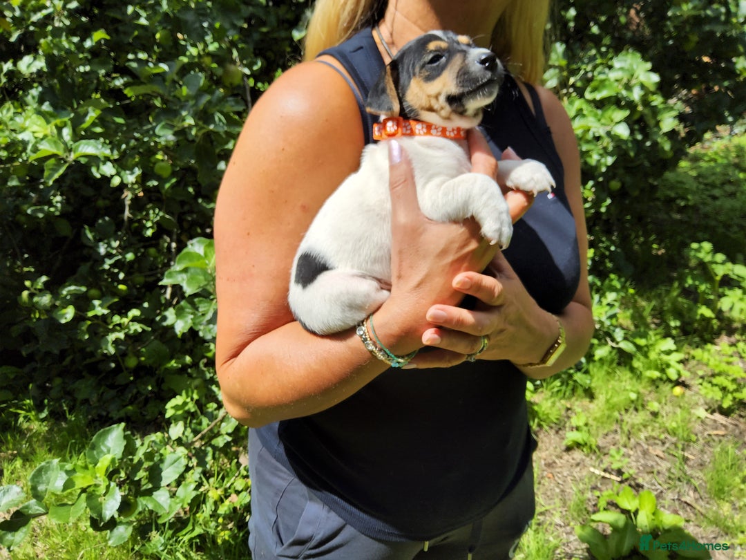 Jack Russell dogs for sale: Tri coloured & caramel JRT pups from organic farm - Image 10