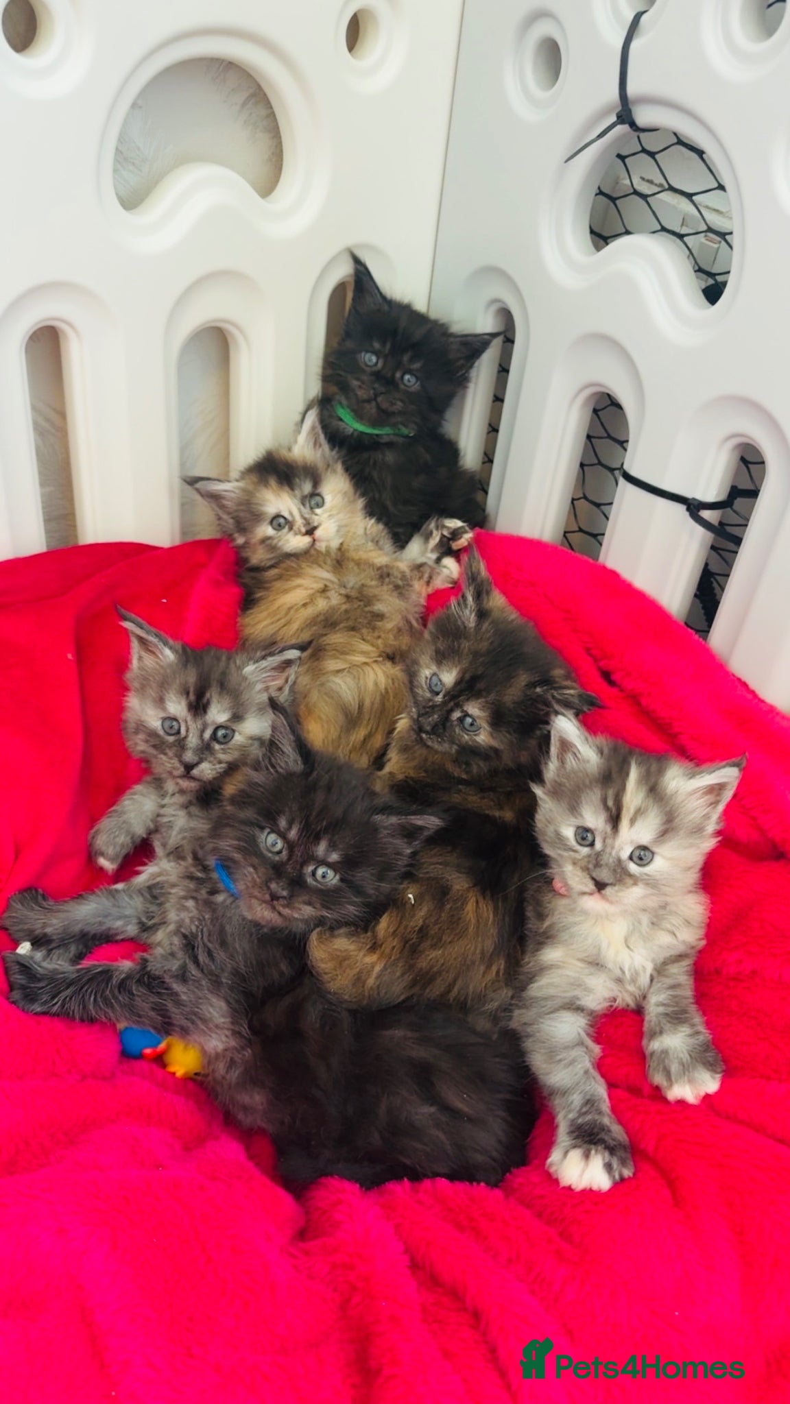 Maine Coon cats Maine coon kittens 5 ⭐ homes only  - Advert 9