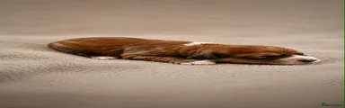 Bordoodle Puppy 1