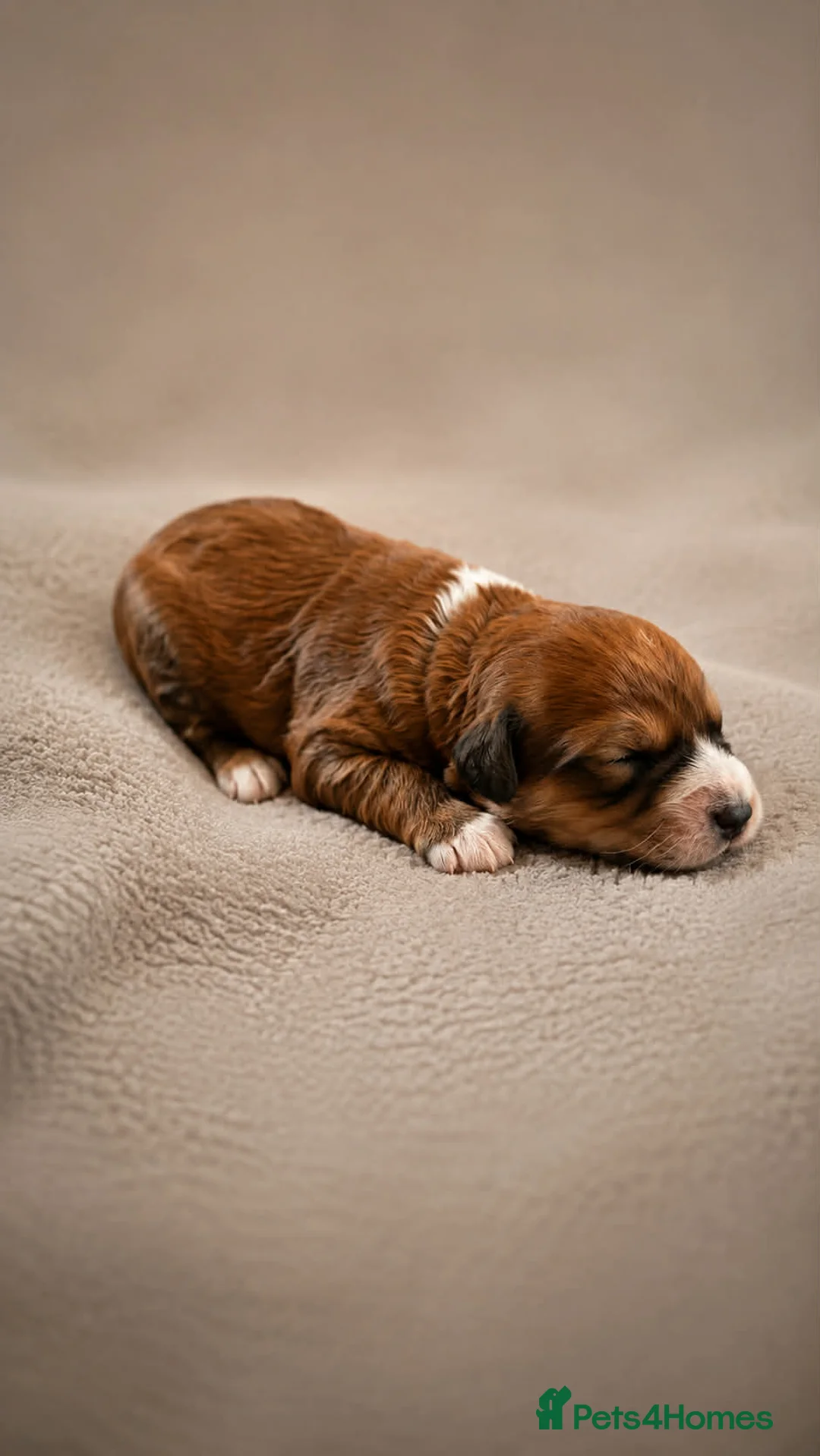 Bordoodle dogs for sale: Beautiful Merle Bordoodle puppies  - Advert 16