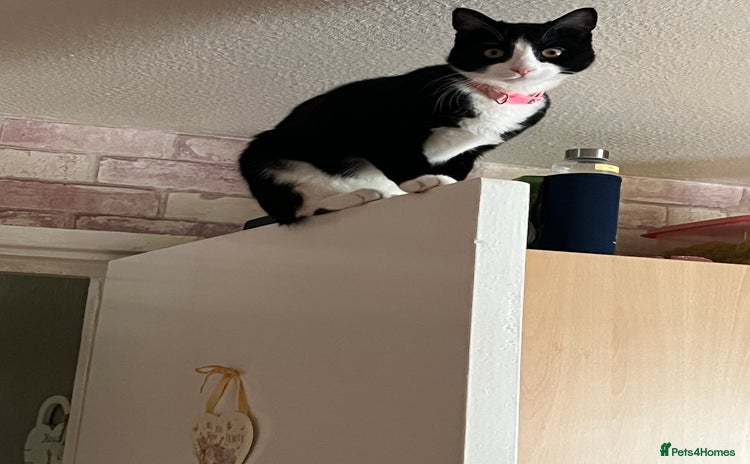 British Shorthair cats Tuxedo cat.9 months old - Advert 8