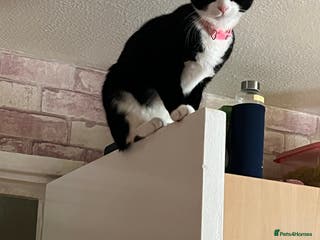 British Shorthair cats for sale: Tuxedo cat.9 months old - Advert 1